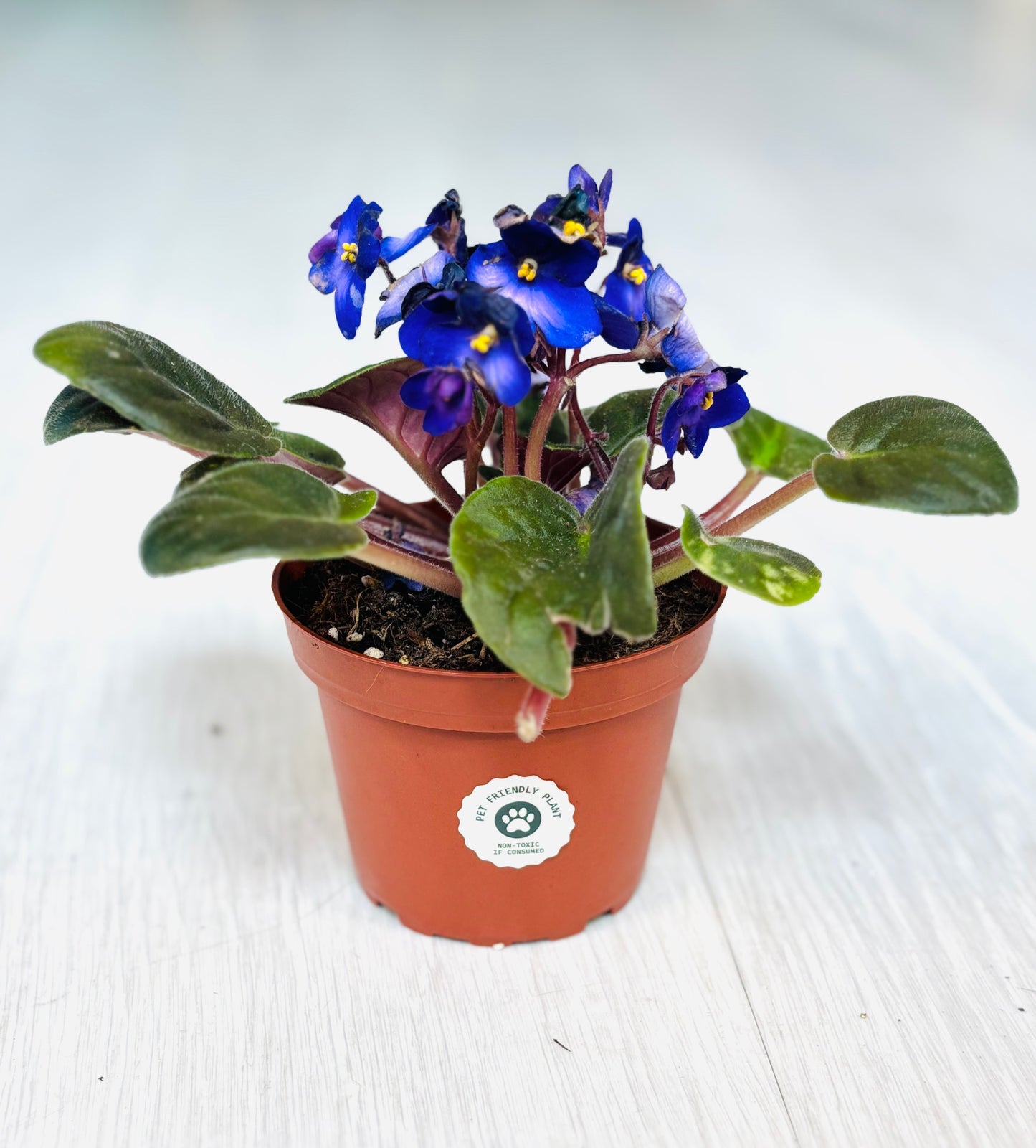 African Violet
