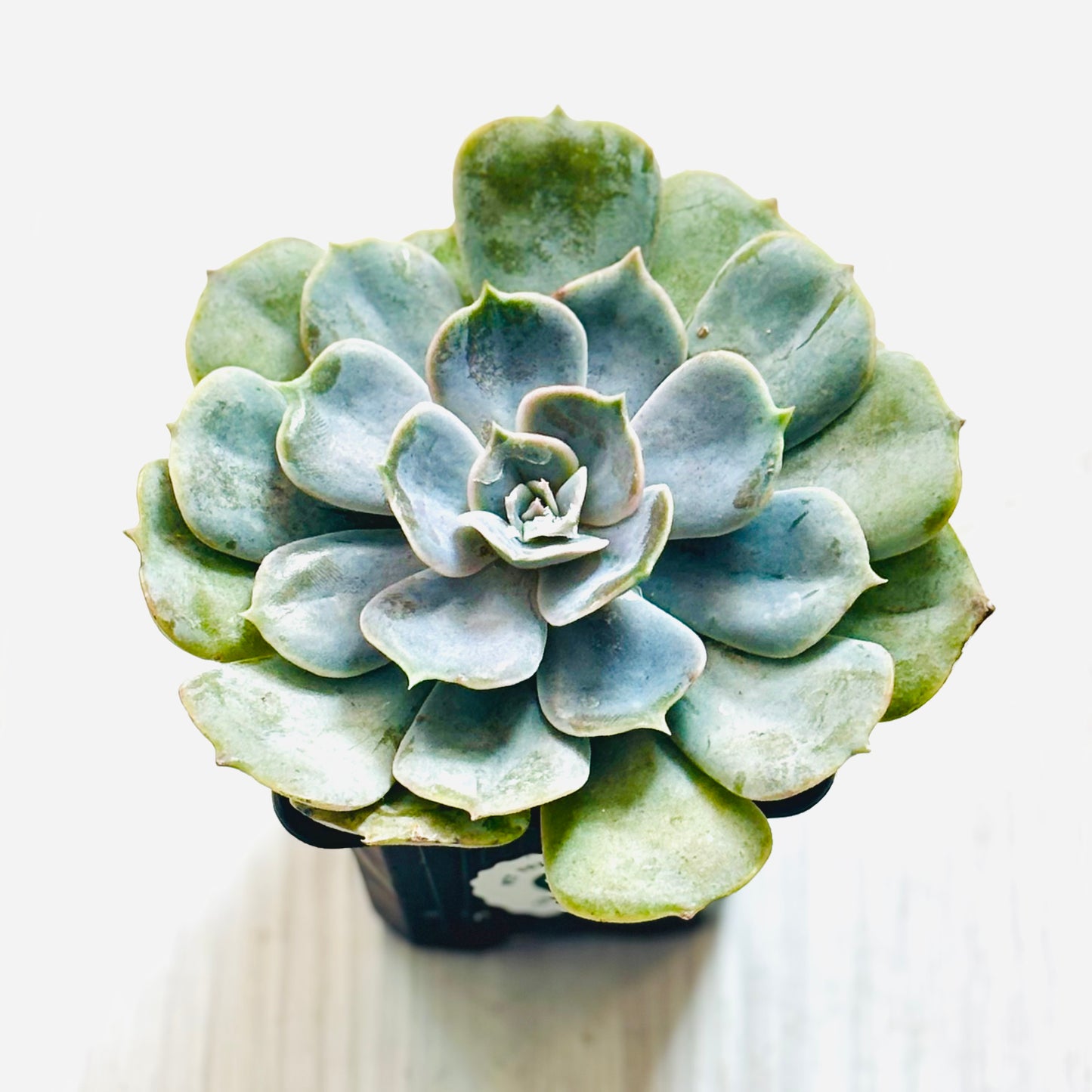 Succulents - Assorted 3"