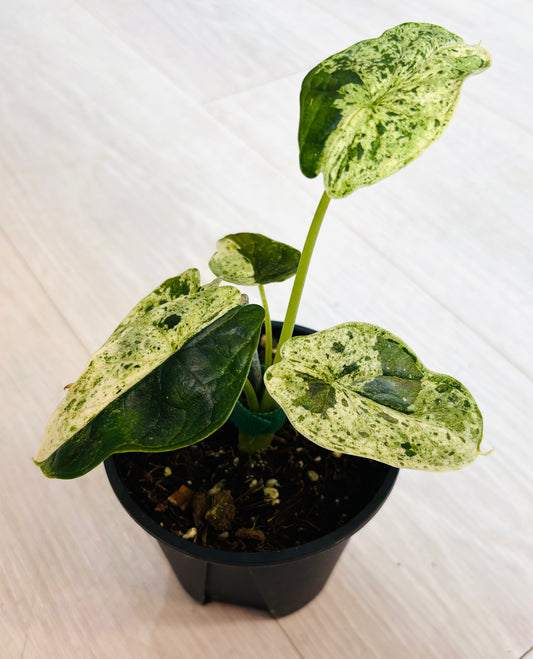 Variegated Alocasia Dragon Scale
