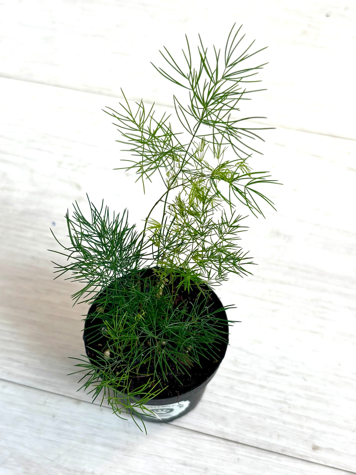 Houseplants - Assorted 2"