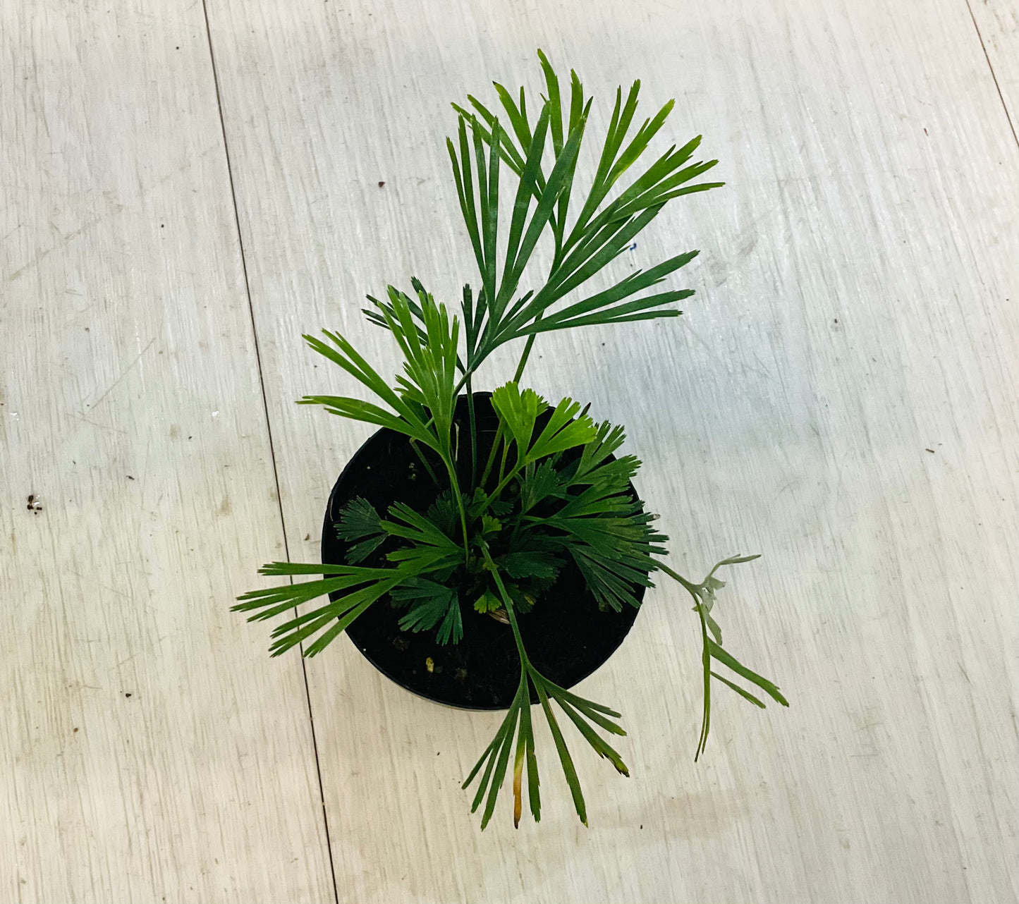Houseplants - Assorted 2"