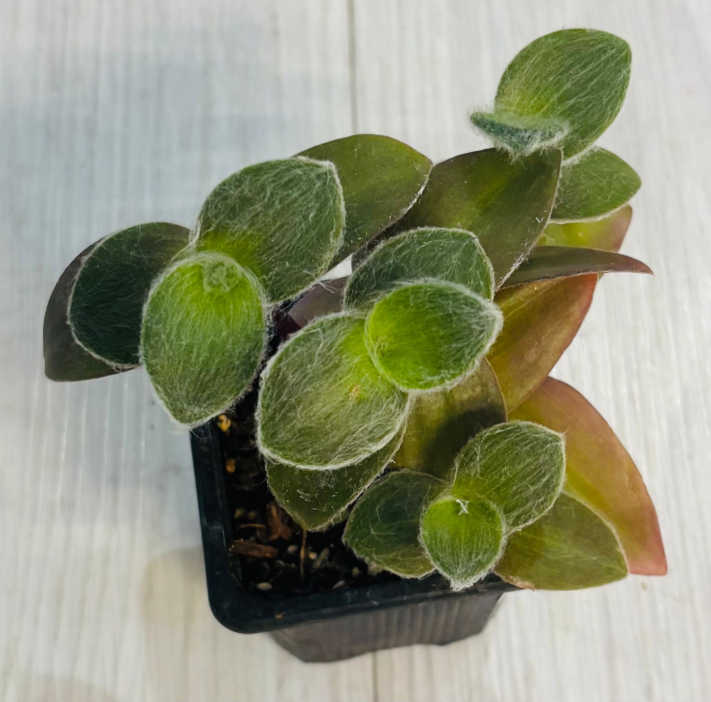 Houseplants - Assorted 3"