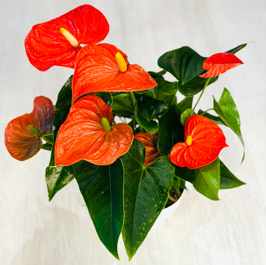 Dutch Anthurium