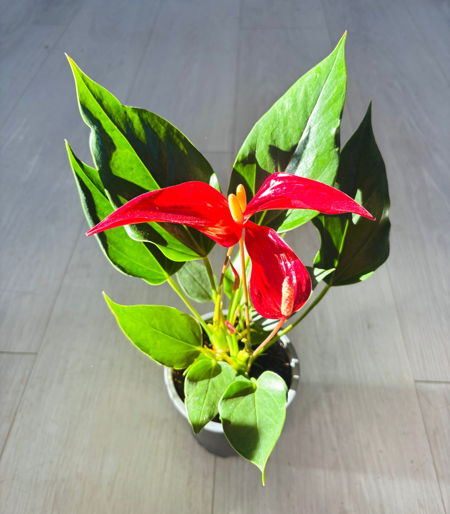 Joli Pulse Anthurium