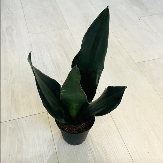 Black Diamond Snake Plant