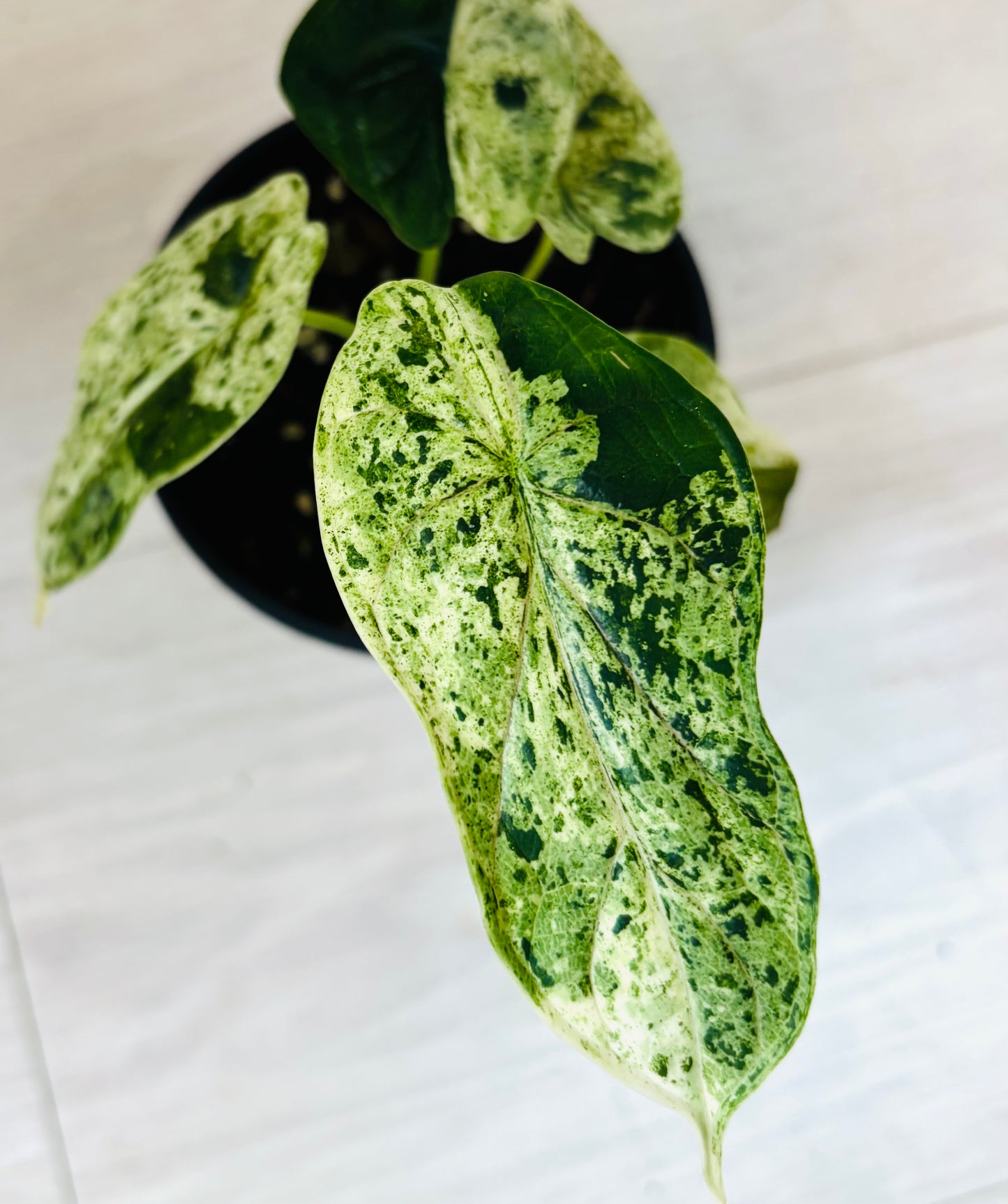 Variegated Alocasia Dragon Scale