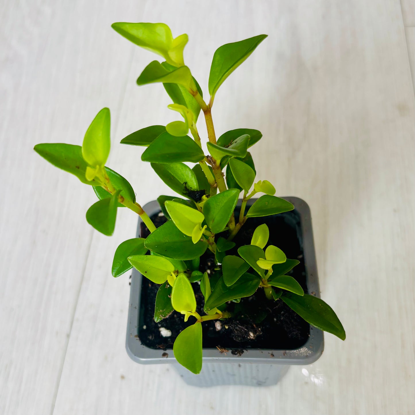 Houseplants - Assorted 3"