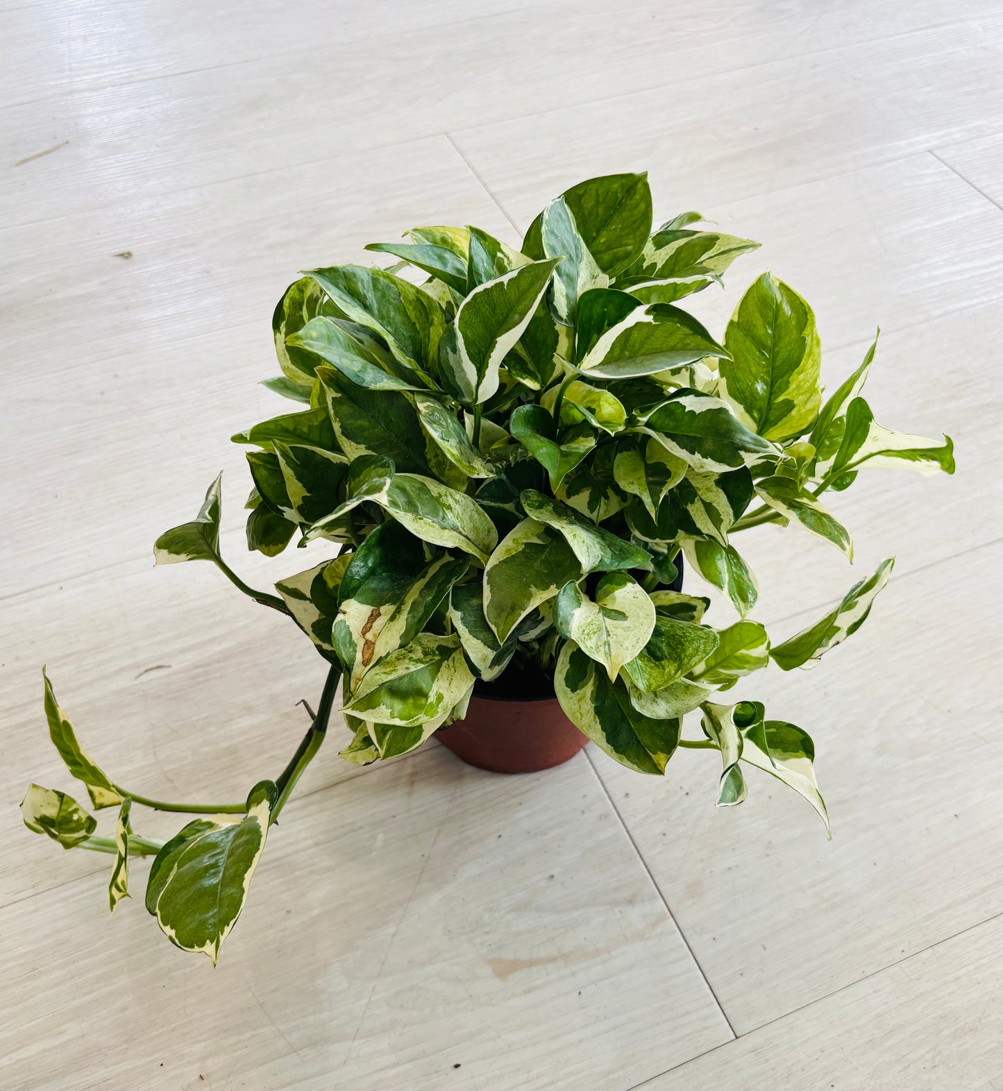 Njoy pothos