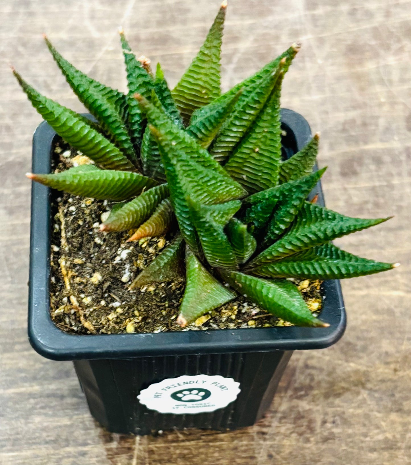 Succulents - Assorted 3"