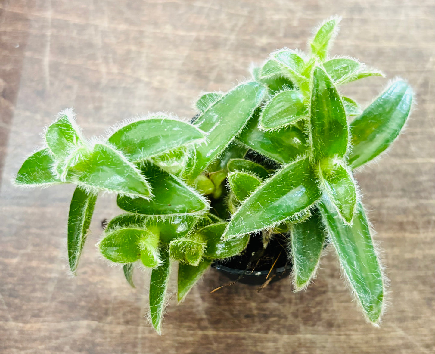 Houseplants - Assorted 2"