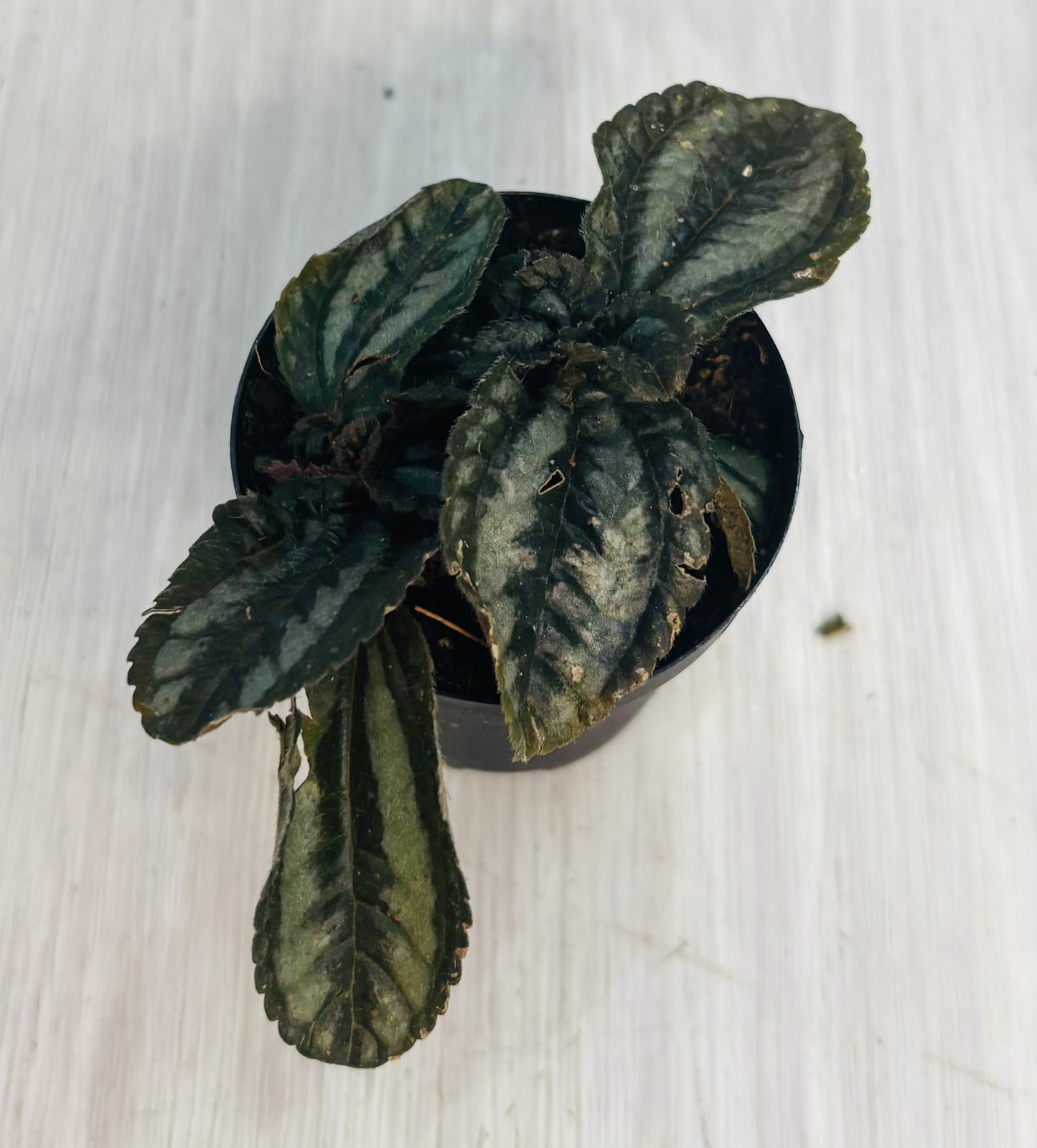 Houseplants - Assorted 2"