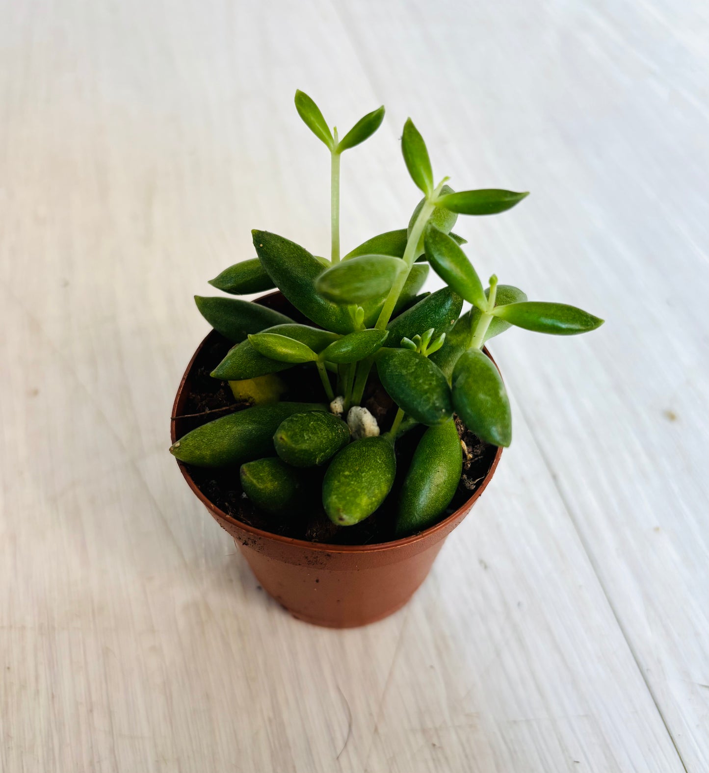 String of Pickles
