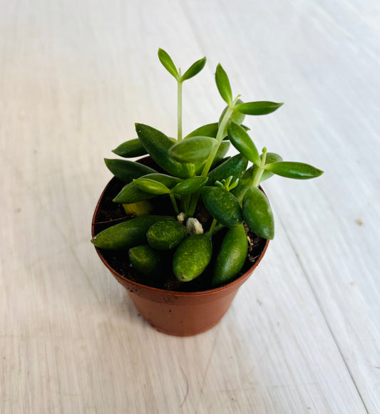 String of Pickles