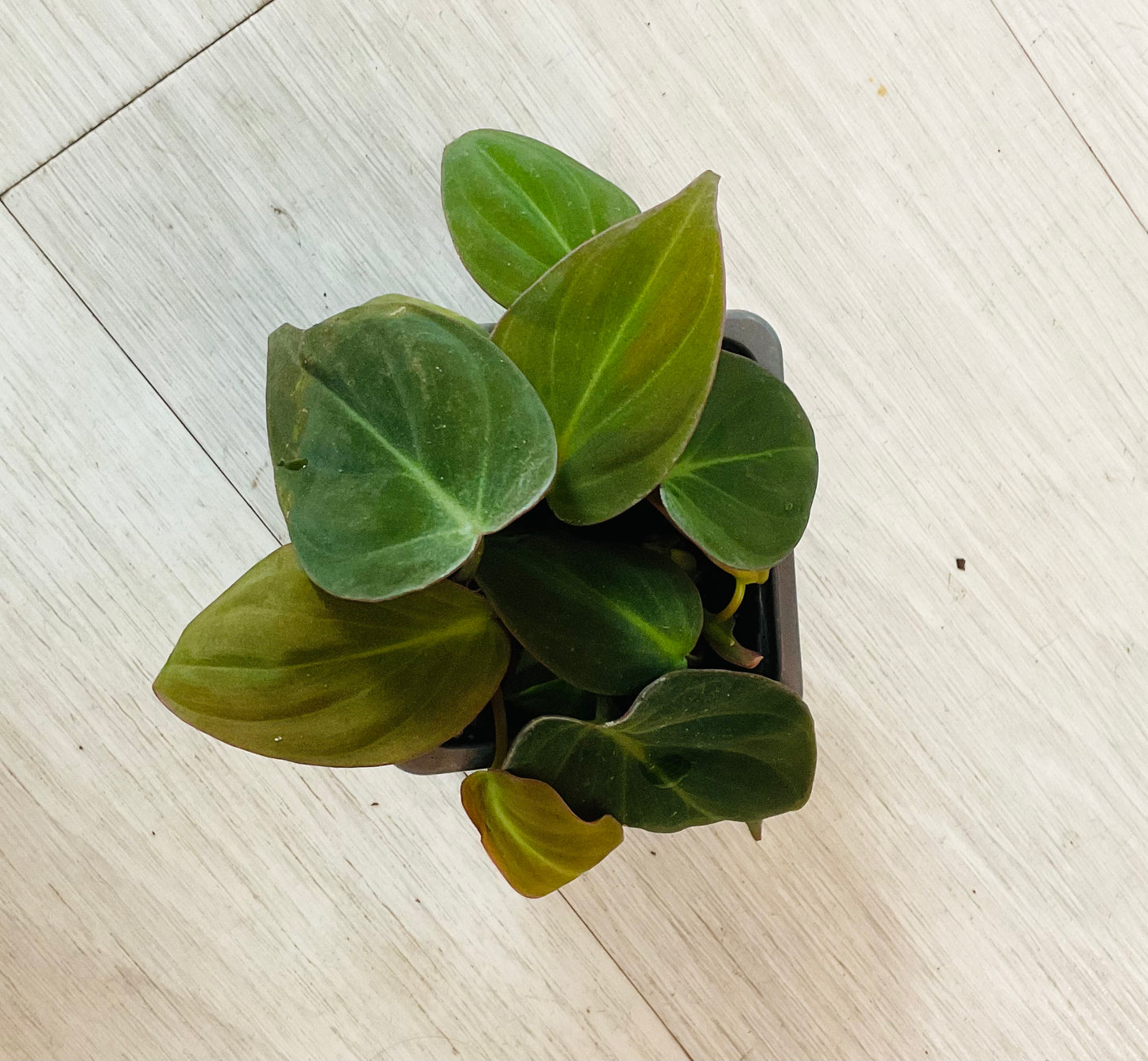 Houseplants - Assorted 3"