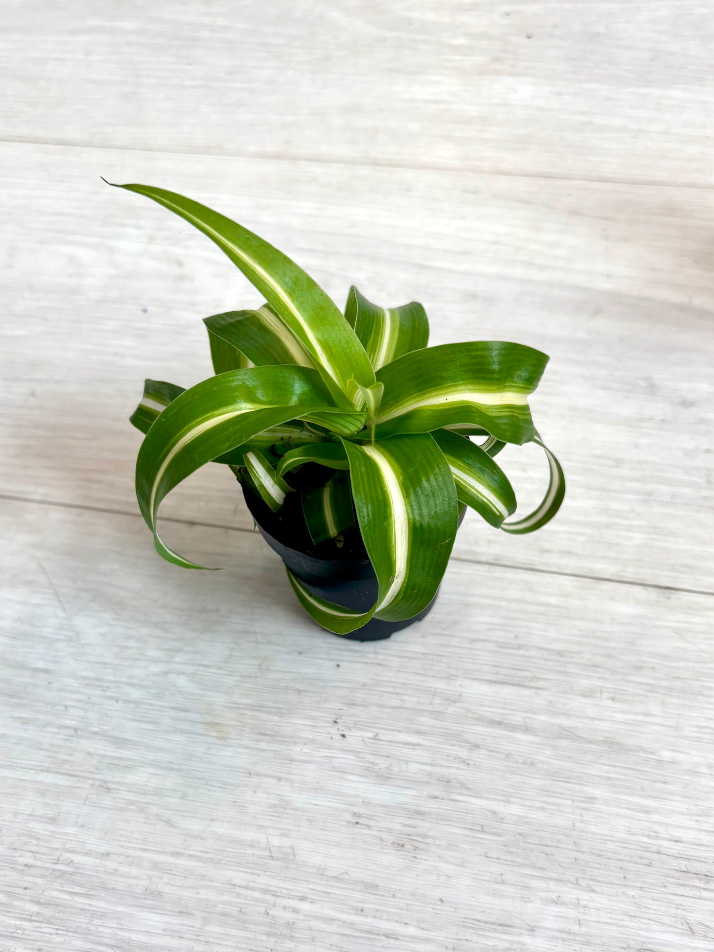 Houseplants - Assorted 2"