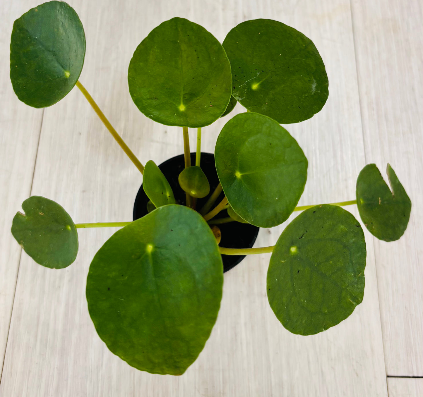 Houseplants - Assorted 2"