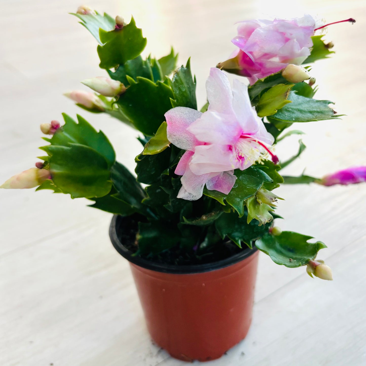 Thanksgiving Cactus