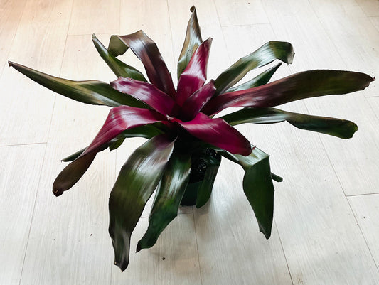 Neoregelia Bromeliad