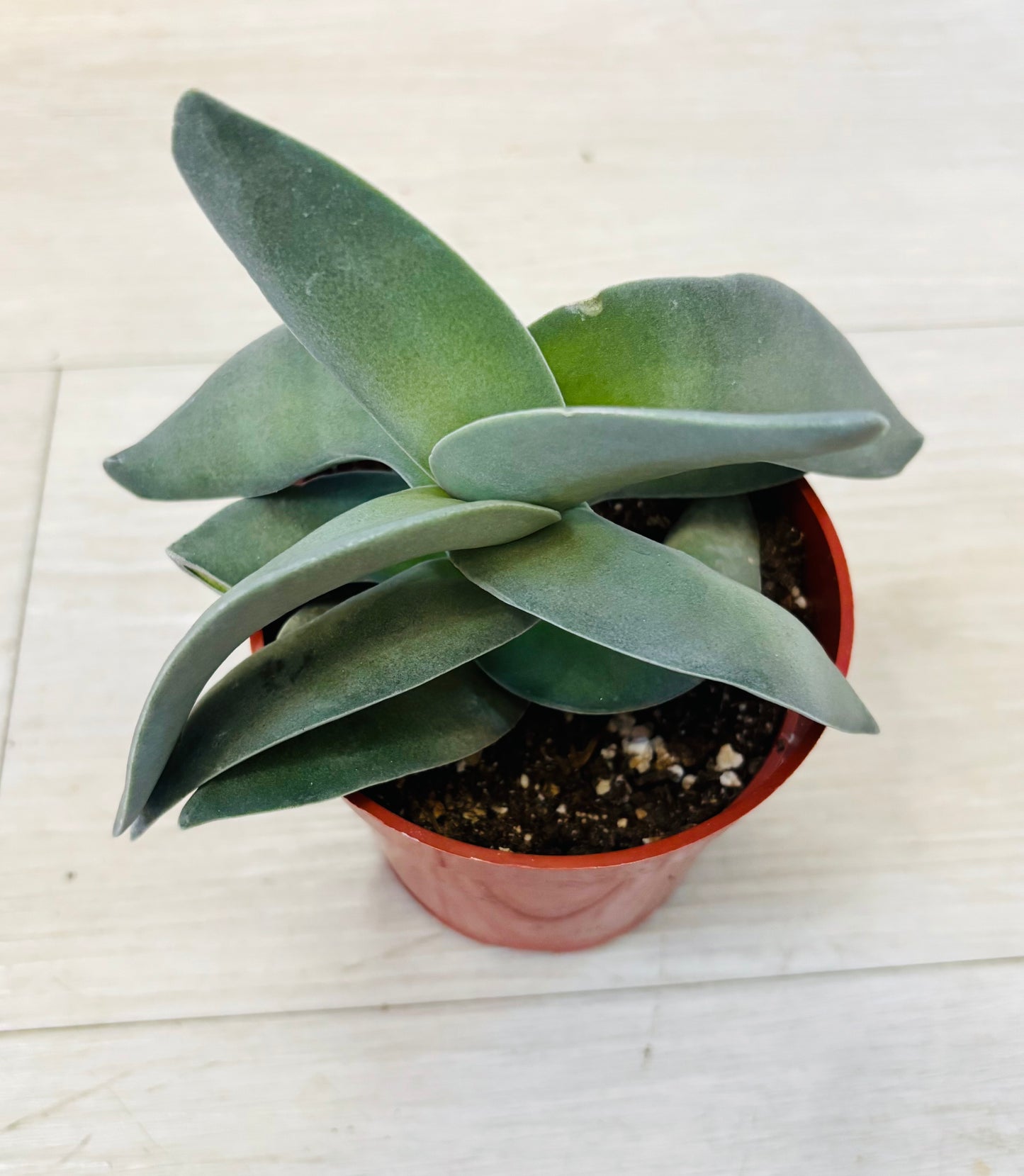 Succulents - Assorted 4"