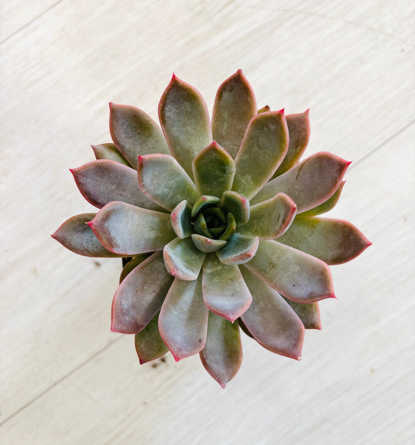 Succulents - Assorted 3"