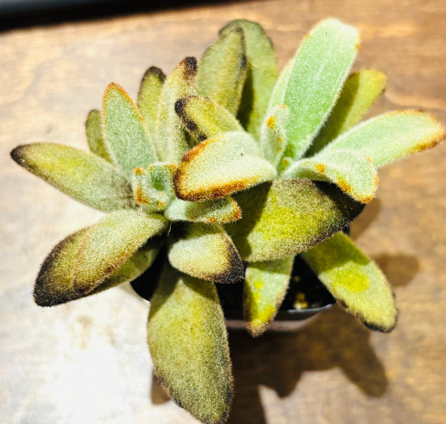 Succulents - Assorted 2”