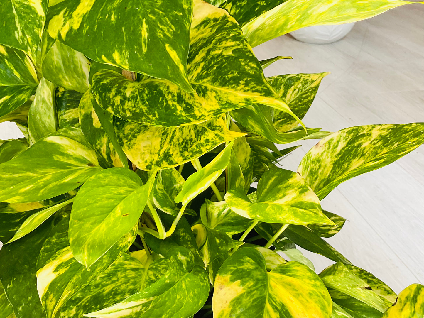 Golden Pothos