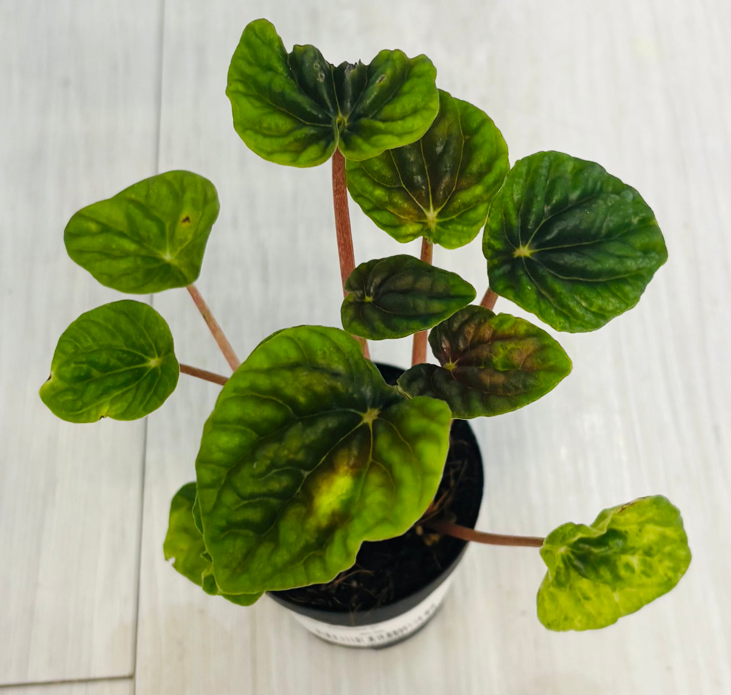 Houseplants - Assorted 2"