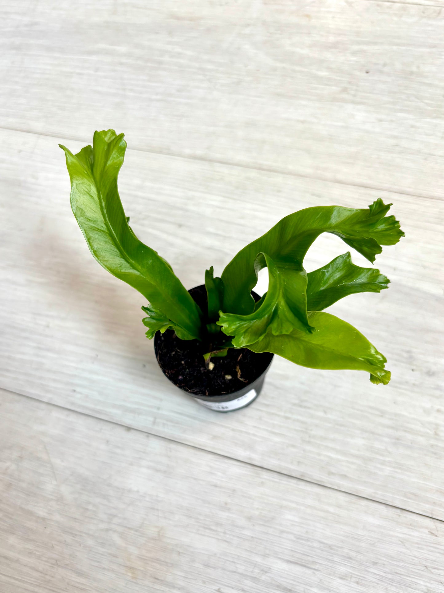 Houseplants - Assorted 2"