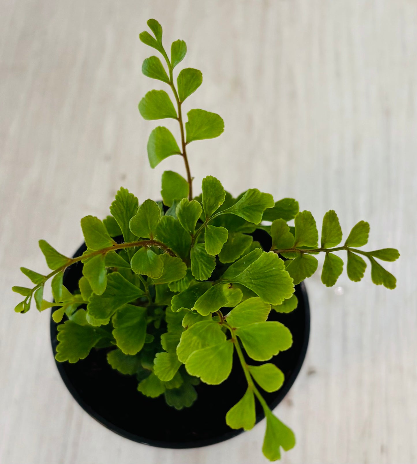 Houseplants - Assorted 2"