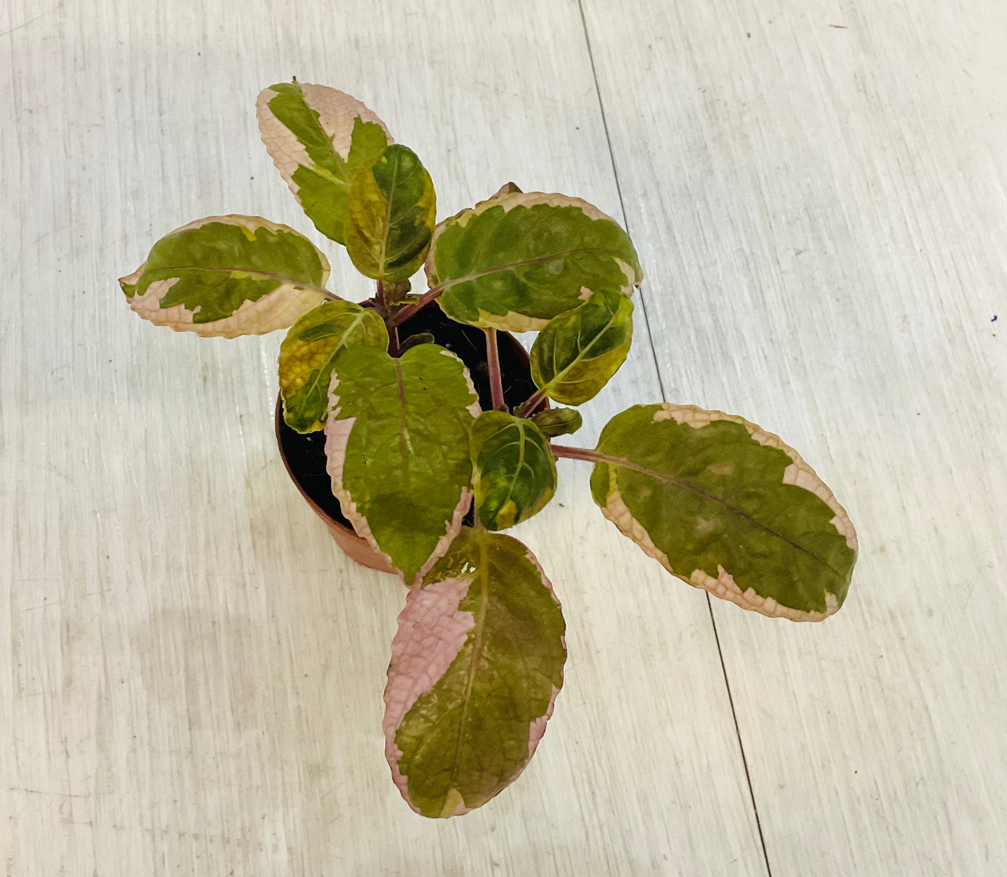 Houseplants - Assorted 2"