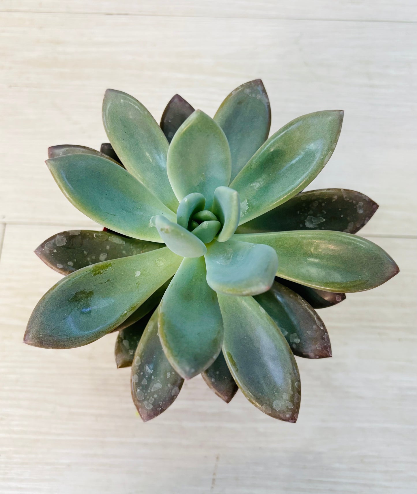 Succulents - Assorted 4"