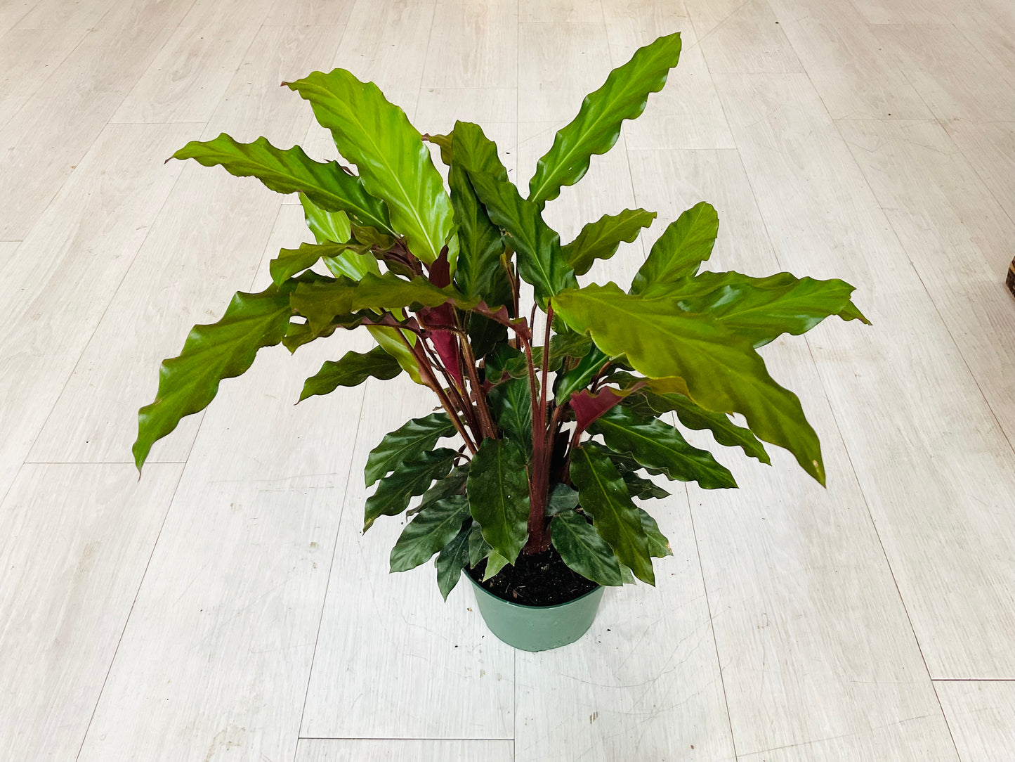 Rufibarba Calathea