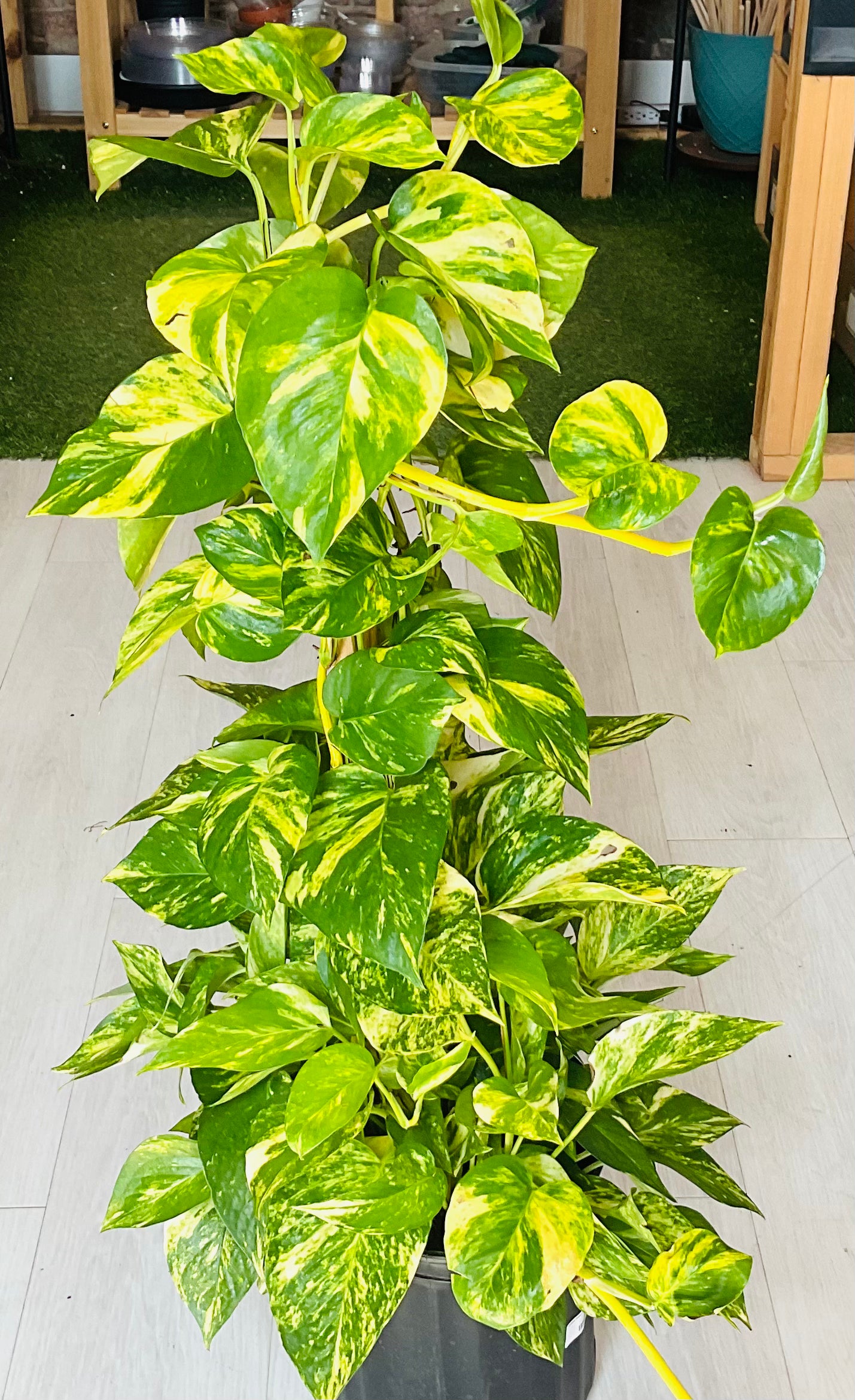 Golden Pothos