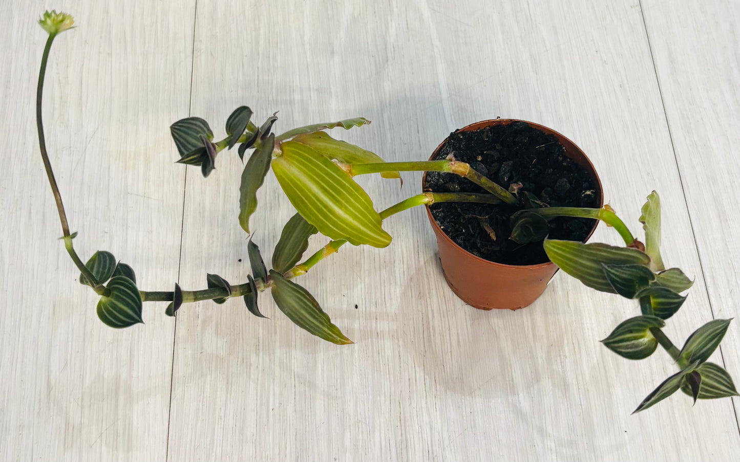 Houseplants - Assorted 2"