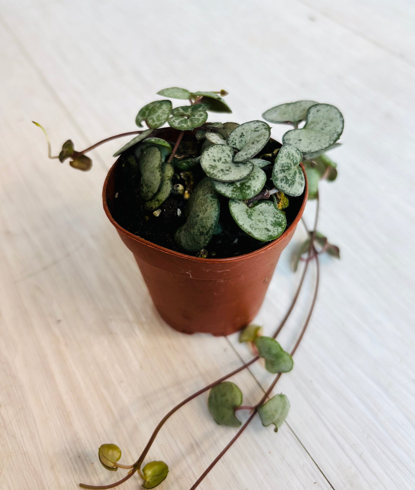 String of Hearts