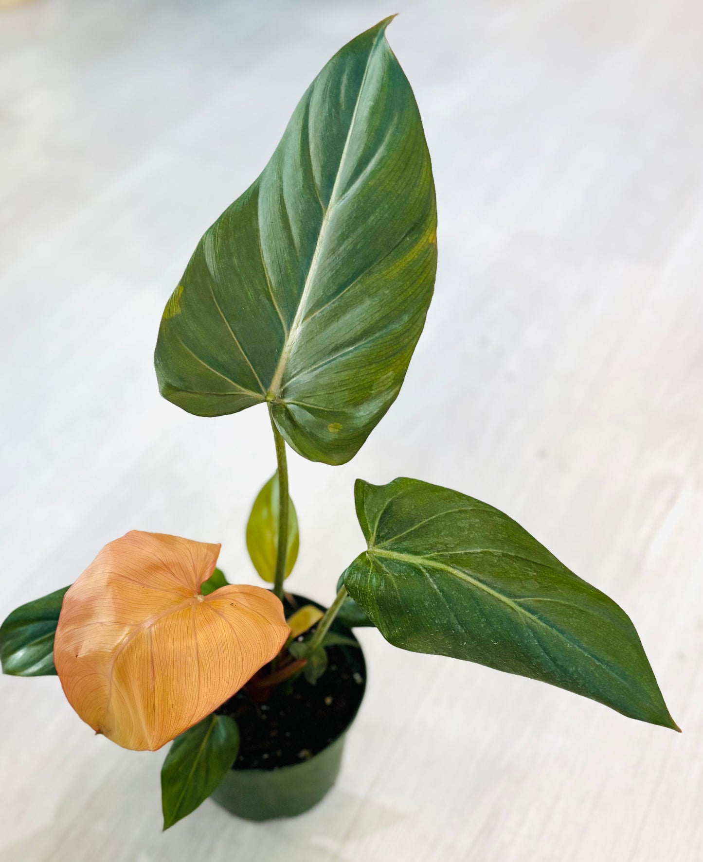 Summer Glory Philodendron