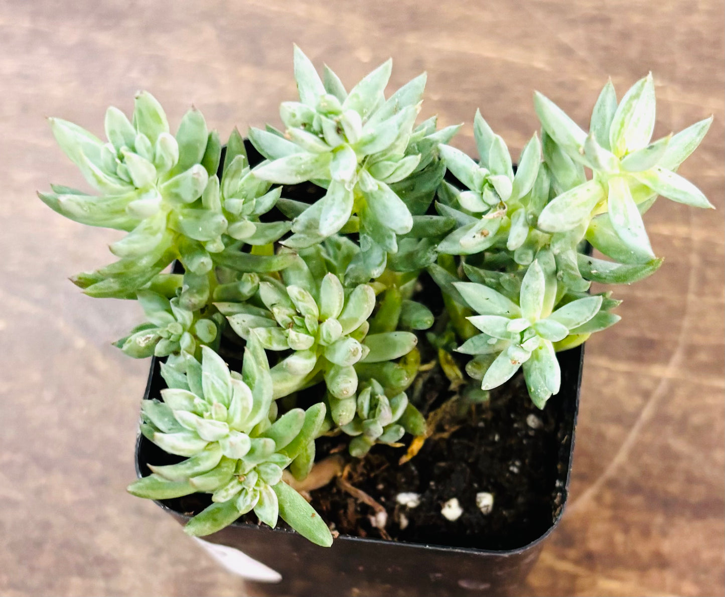 Succulents - Assorted 2”