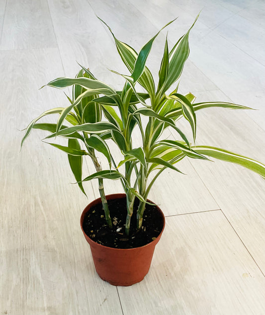 Dracaena Braunii