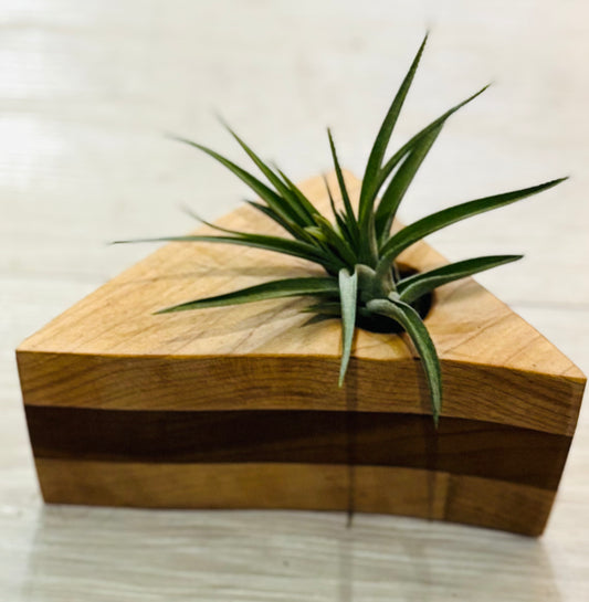 Silva & Ore Wooden Triangle Block Airplant Holder