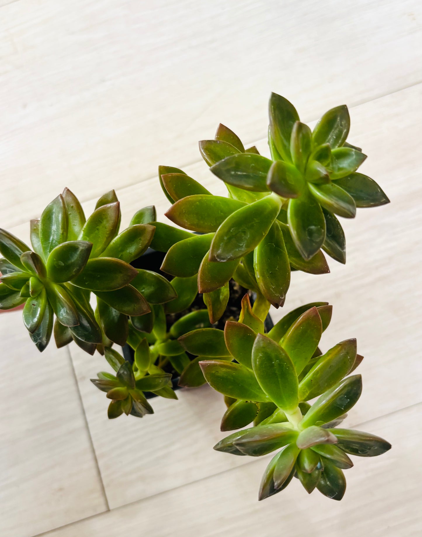 Succulents - Assorted 3"