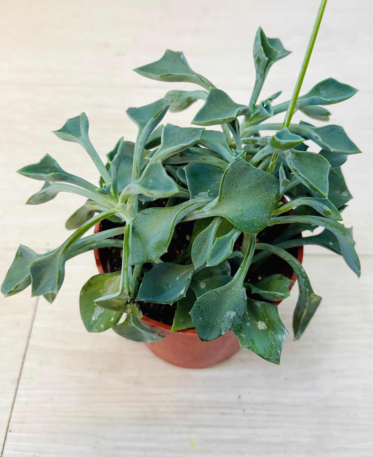 Succulents - Assorted 4"