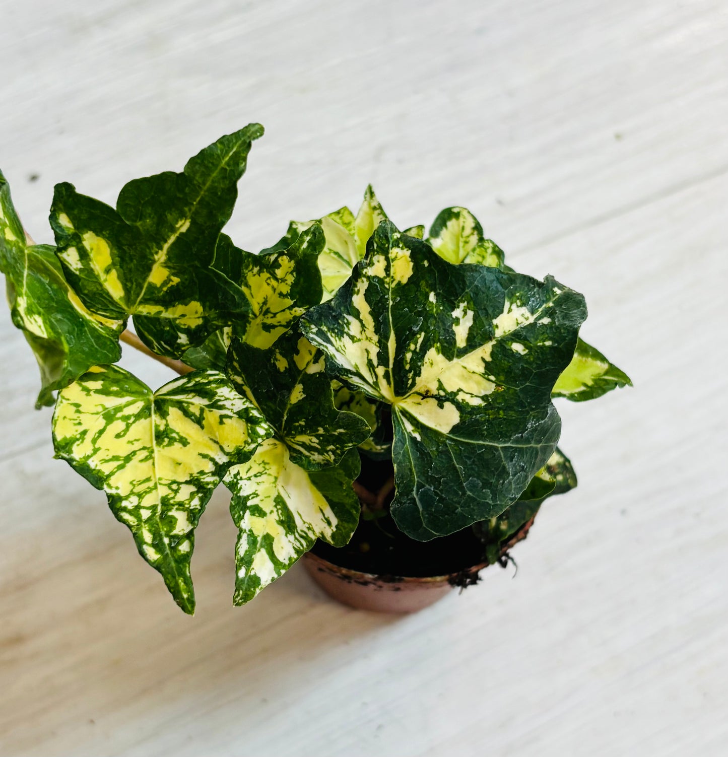 Houseplants - Assorted 2"