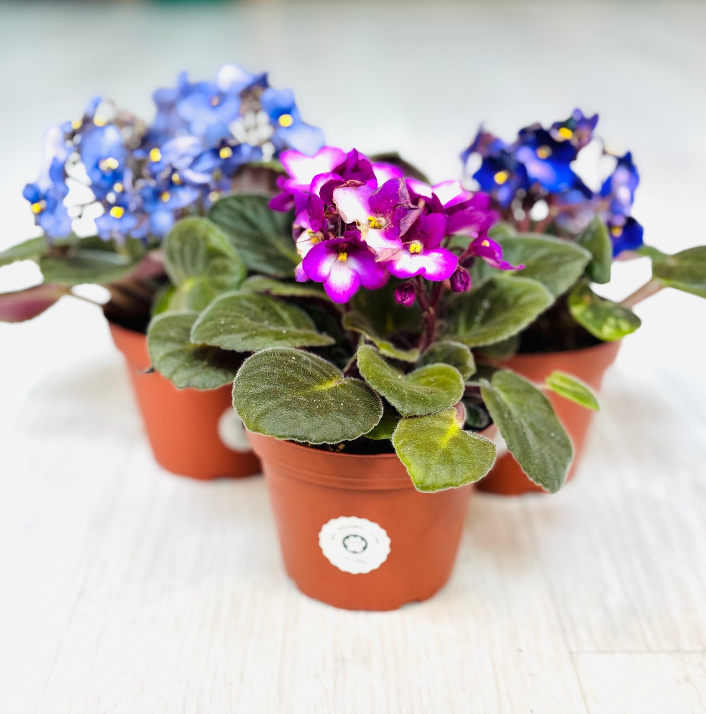 African Violet
