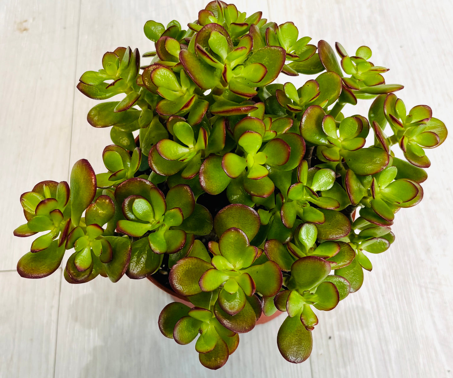 Botany Jade