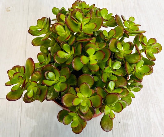 Botany Jade