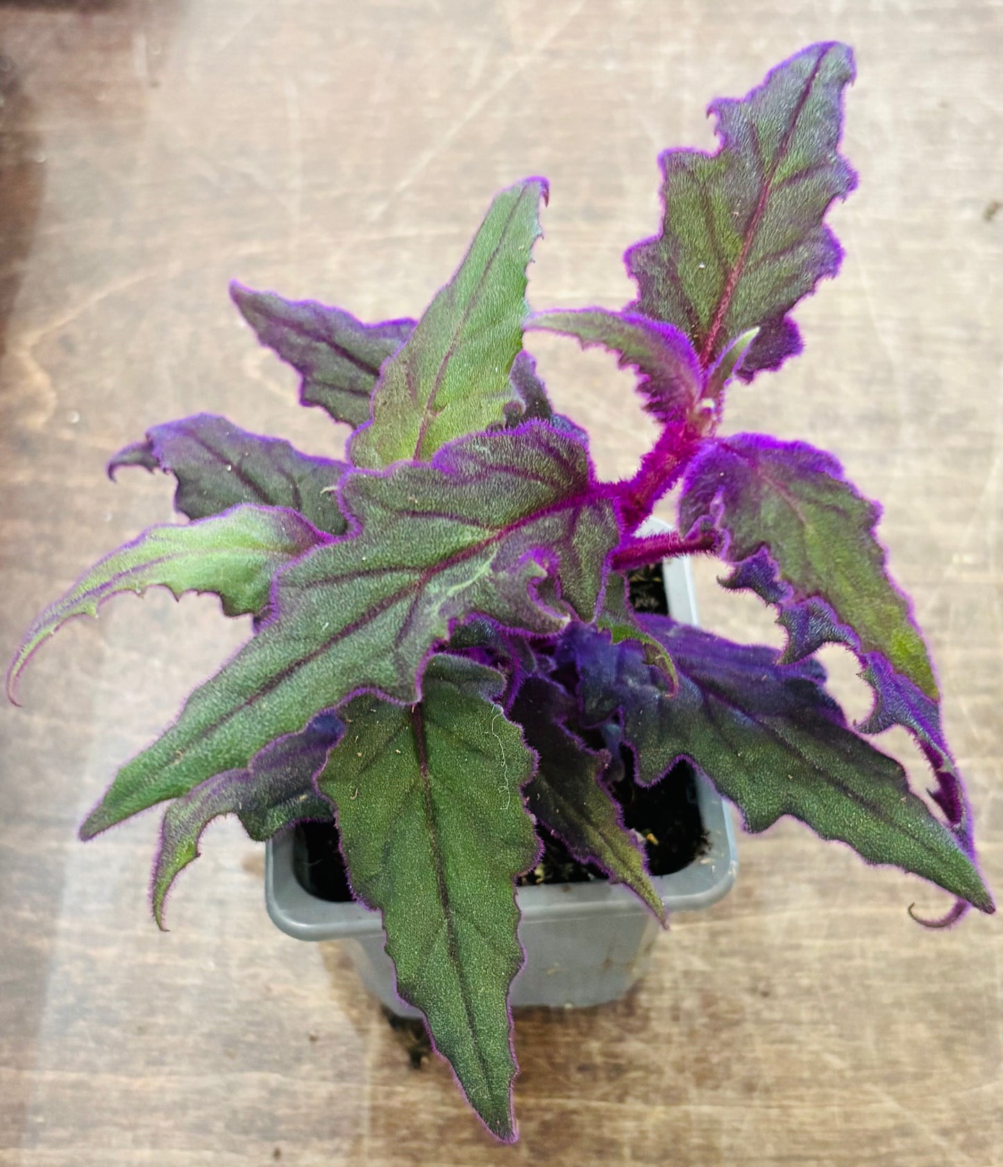 Houseplants - Assorted 3"