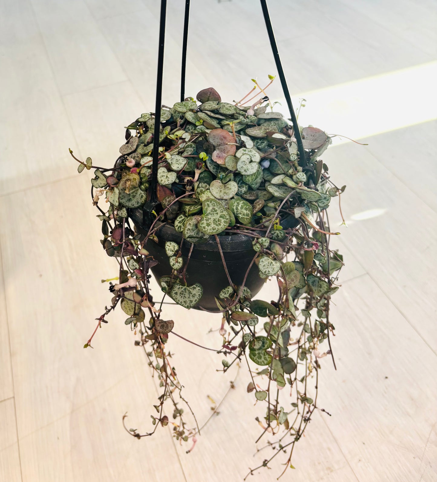 Silver String of Hearts