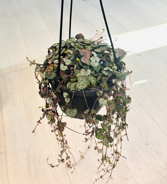 Silver String of Hearts