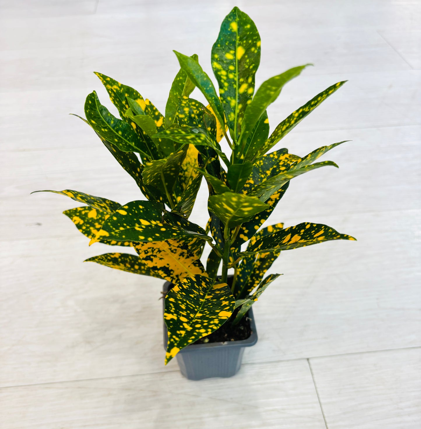 Houseplants - Assorted 3"
