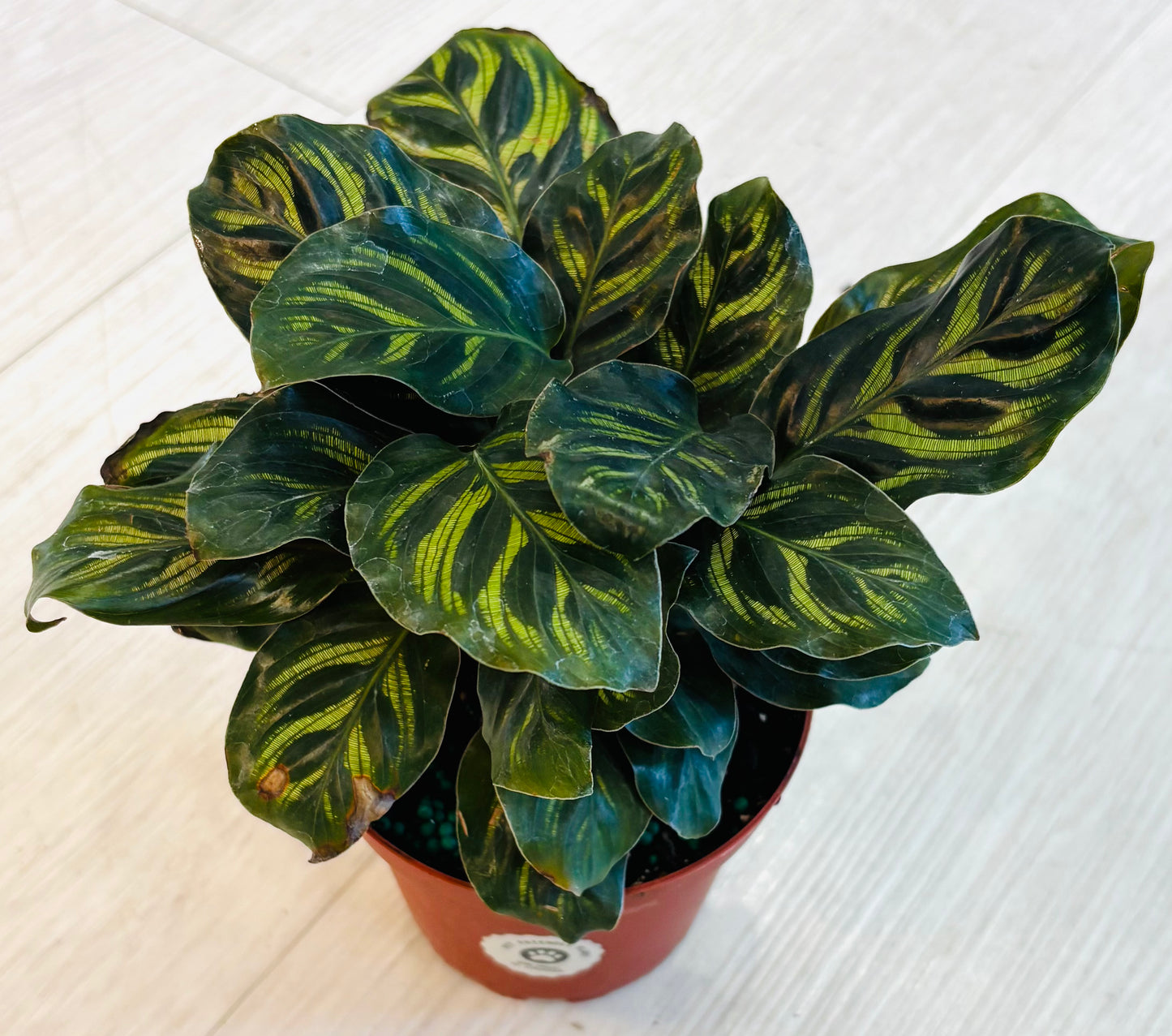 Makoyana Calathea